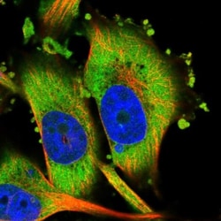 HIPK3 Antibody, Novus Biologicals:Antibodies:Primary Antibodies